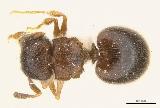 Meranoplus inermis specimen CASENT0217082 image casent0217082_1