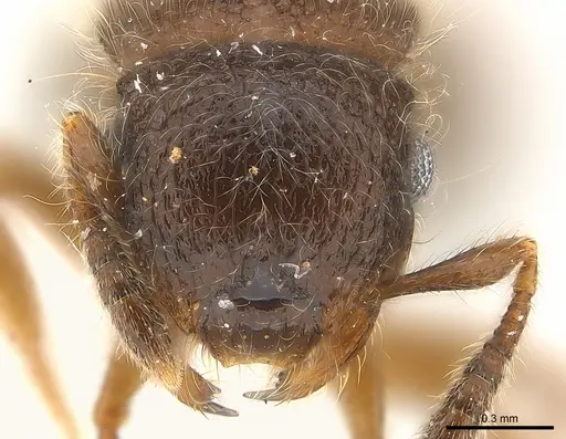 Meranoplus inermis specimen CASENT0217082 image casent0217082_2