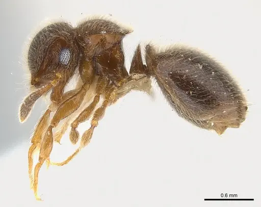 Meranoplus inermis specimen CASENT0217082 image casent0217082_3
