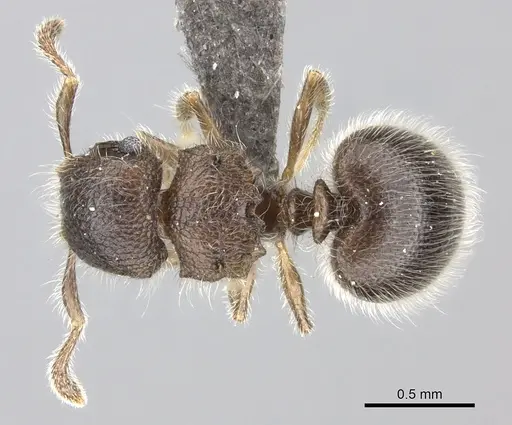 Meranoplus inermis specimen CASENT0235520 image casent0235520_1