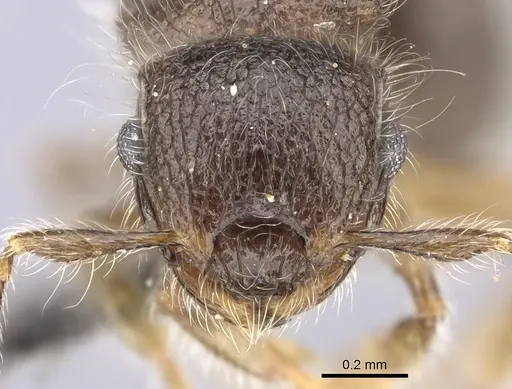 Meranoplus inermis specimen CASENT0235520 image casent0235520_2