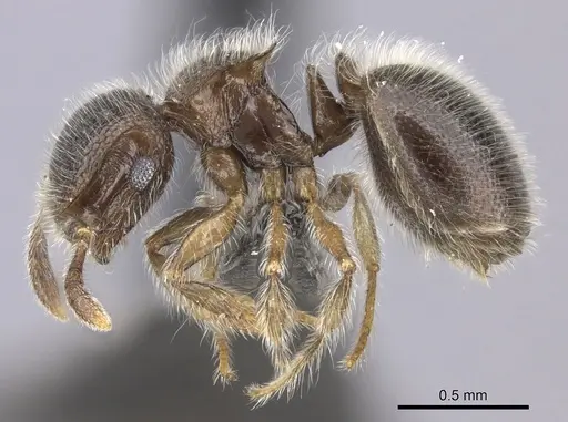 Meranoplus inermis specimen CASENT0235520 image casent0235520_3