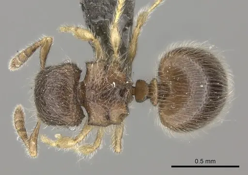 Meranoplus inermis specimen CASENT0235912 image casent0235912_1
