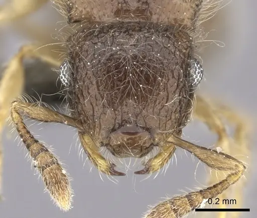 Meranoplus inermis specimen CASENT0235912 image casent0235912_2