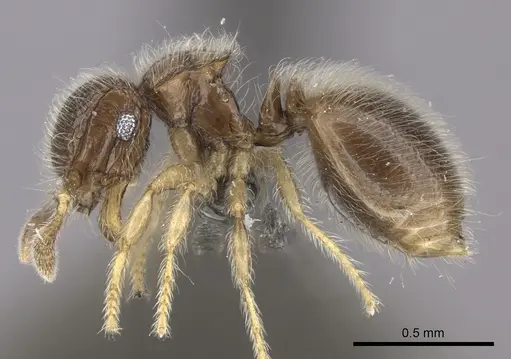 Meranoplus inermis specimen CASENT0235912 image casent0235912_3