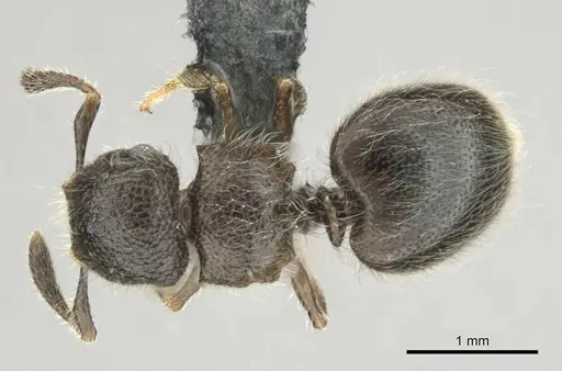 Meranoplus inermis specimen CASENT0258386 image casent0258386_1