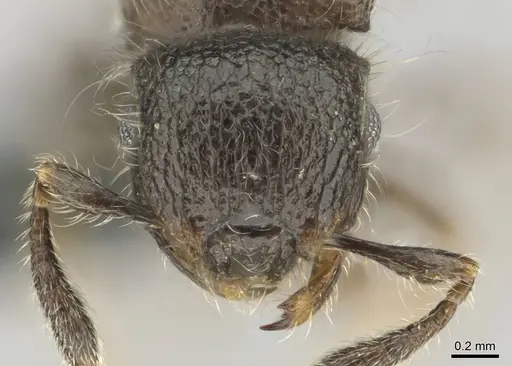 Meranoplus inermis specimen CASENT0258386 image casent0258386_2
