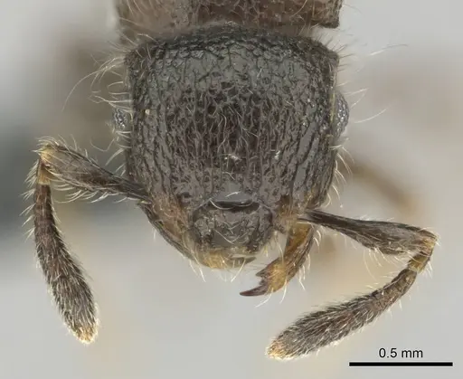 Meranoplus inermis specimen CASENT0258386 image casent0258386_3