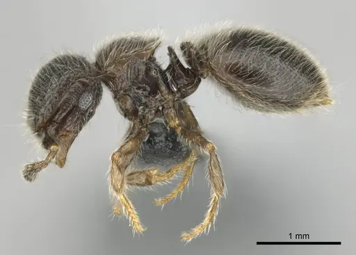 Meranoplus inermis specimen CASENT0258386 image casent0258386_4