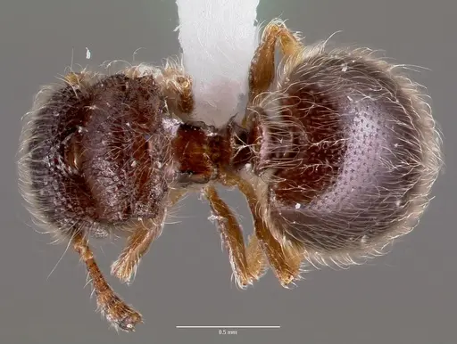 Meranoplus inermis specimen CASENT0406910 image casent0406910_1