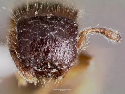 Meranoplus inermis specimen CASENT0406910 image casent0406910_2