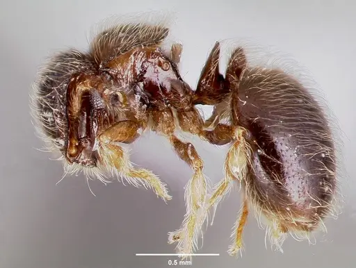 Meranoplus inermis specimen CASENT0406910 image casent0406910_3