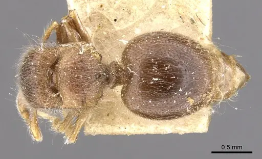 Meranoplus inermis specimen CASENT0902019 image casent0902019_1