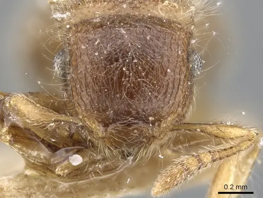 Meranoplus inermis specimen CASENT0902019 image casent0902019_2