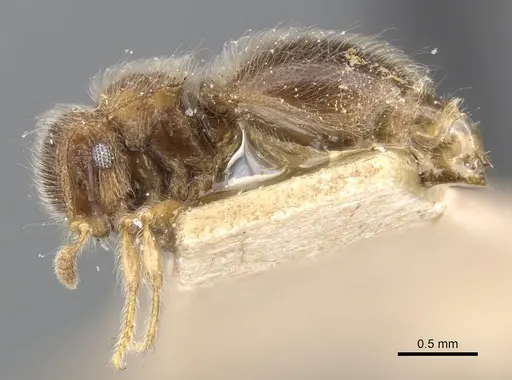 Meranoplus inermis specimen CASENT0902019 image casent0902019_3