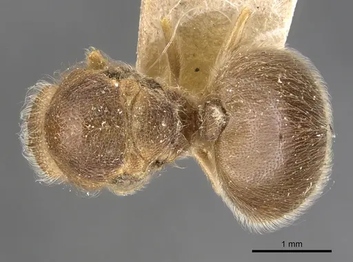 Meranoplus inermis specimen CASENT0902071 image casent0902071_1
