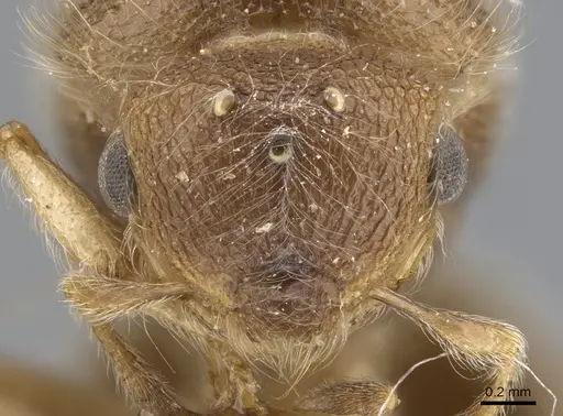 Meranoplus inermis specimen CASENT0902071 image casent0902071_2