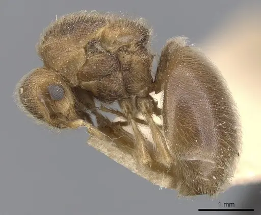 Meranoplus inermis specimen CASENT0902071 image casent0902071_3