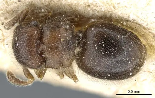 Meranoplus inermis specimen CASENT0904681 image casent0904681_1