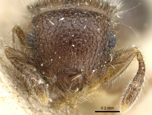 Meranoplus inermis specimen CASENT0904681 image casent0904681_2