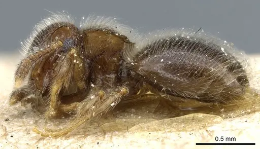 Meranoplus inermis specimen CASENT0904681 image casent0904681_3