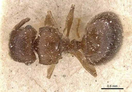 Meranoplus inermis specimen CASENT0908929 image casent0908929_1