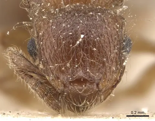 Meranoplus inermis specimen CASENT0908929 image casent0908929_2