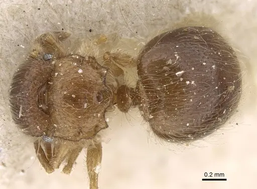 Meranoplus inermis specimen CASENT0922231 image casent0922231_1