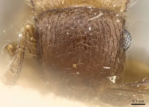 Meranoplus inermis specimen CASENT0922231 image casent0922231_2