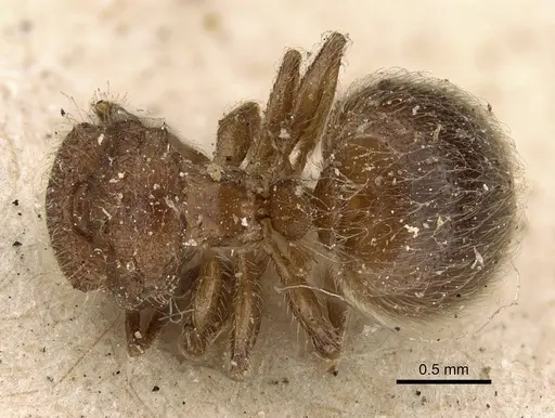 Meranoplus inermis specimen CASENT0922233 image casent0922233_1