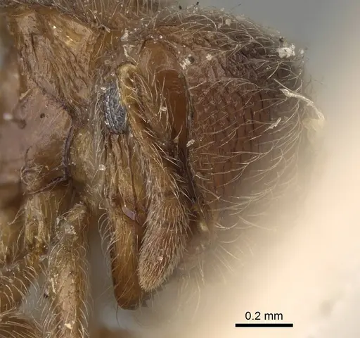 Meranoplus inermis specimen CASENT0922233 image casent0922233_2