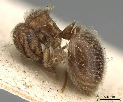 Meranoplus inermis specimen CASENT0922233 image casent0922233_3