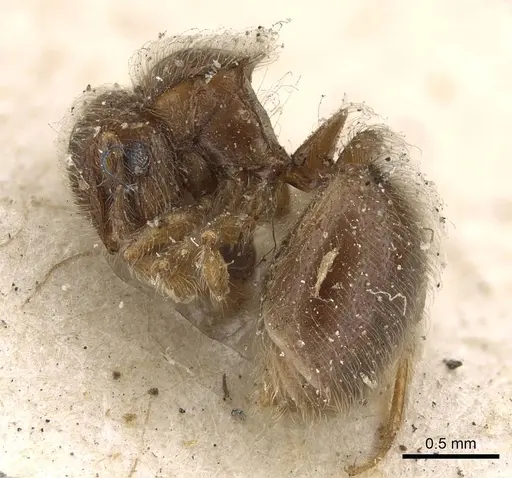 Meranoplus inermis specimen CASENT0922234 image casent0922234_3