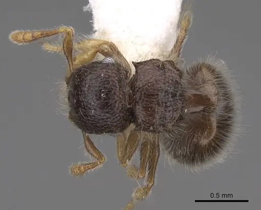Meranoplus inermis specimen CASENT0922940 image casent0922940_1