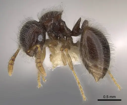 Meranoplus inermis specimen CASENT0922940 image casent0922940_3