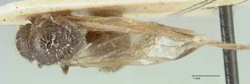 Meranoplus inermis specimen FOCOL1937 image focol1937_1