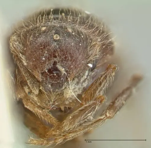 Meranoplus inermis specimen FOCOL1937 image focol1937_2