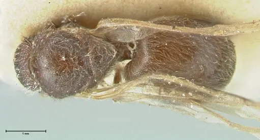 Meranoplus inermis specimen FOCOL1938 image focol1938_1