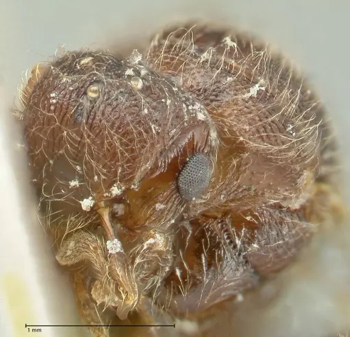 Meranoplus inermis specimen FOCOL1938 image focol1938_2