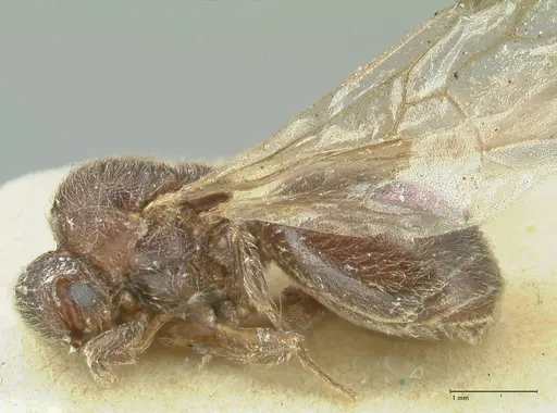 Meranoplus inermis specimen FOCOL1938 image focol1938_3