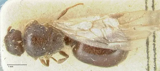 Meranoplus inermis specimen FOCOL1939 image focol1939_1