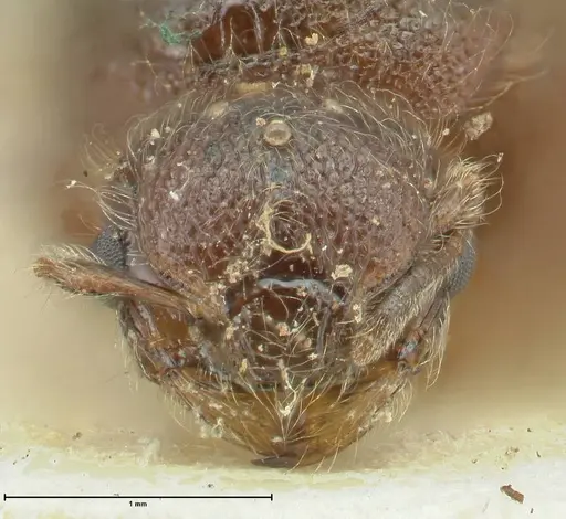 Meranoplus inermis specimen FOCOL1939 image focol1939_2
