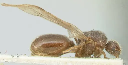 Meranoplus inermis specimen FOCOL1939 image focol1939_4