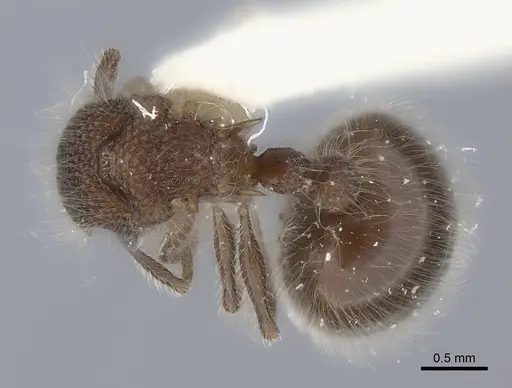Meranoplus laeviventris specimen CASENT0217856 image casent0217856_1