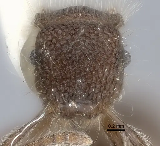 Meranoplus laeviventris specimen CASENT0217856 image casent0217856_2