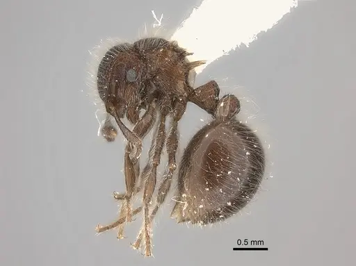 Meranoplus laeviventris specimen CASENT0217856 image casent0217856_3