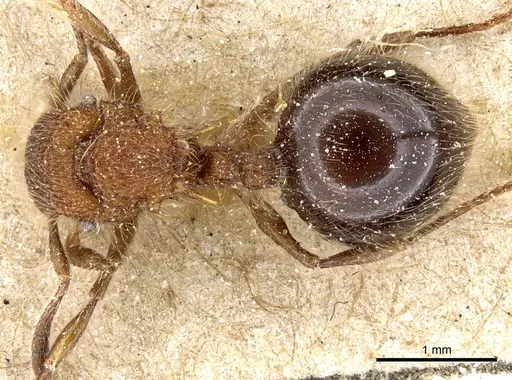 Meranoplus laeviventris specimen CASENT0904684 image casent0904684_1