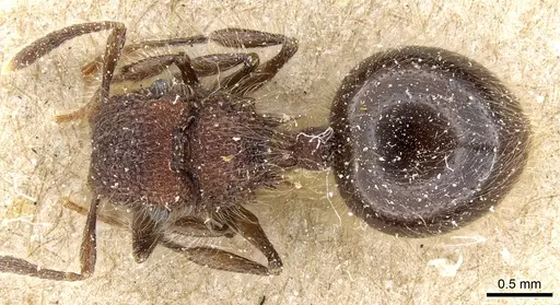 Meranoplus laeviventris specimen CASENT0904685 image casent0904685_1