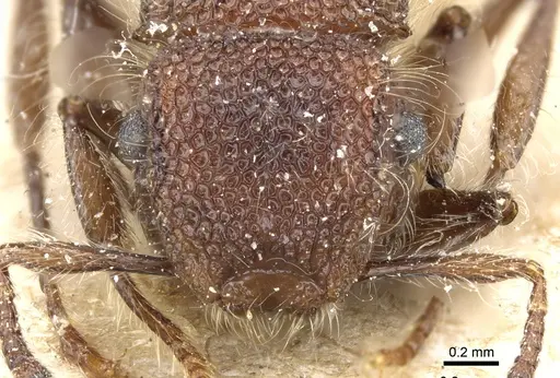 Meranoplus laeviventris specimen CASENT0904685 image casent0904685_2