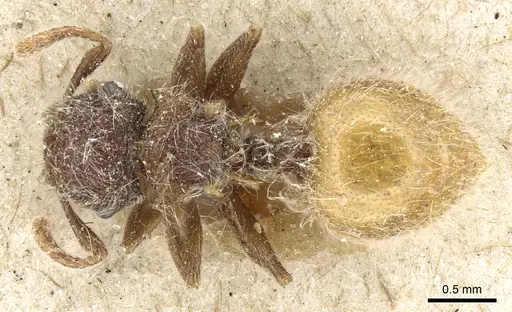 Meranoplus leveillei specimen CASENT0904687 image casent0904687_1